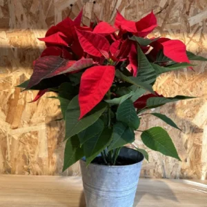 Inicio 8 Preciosa Poinsettia planta de Navidad con maceta zinc en forma de cubo. Planta para el interior ideal para regalar en Navidad