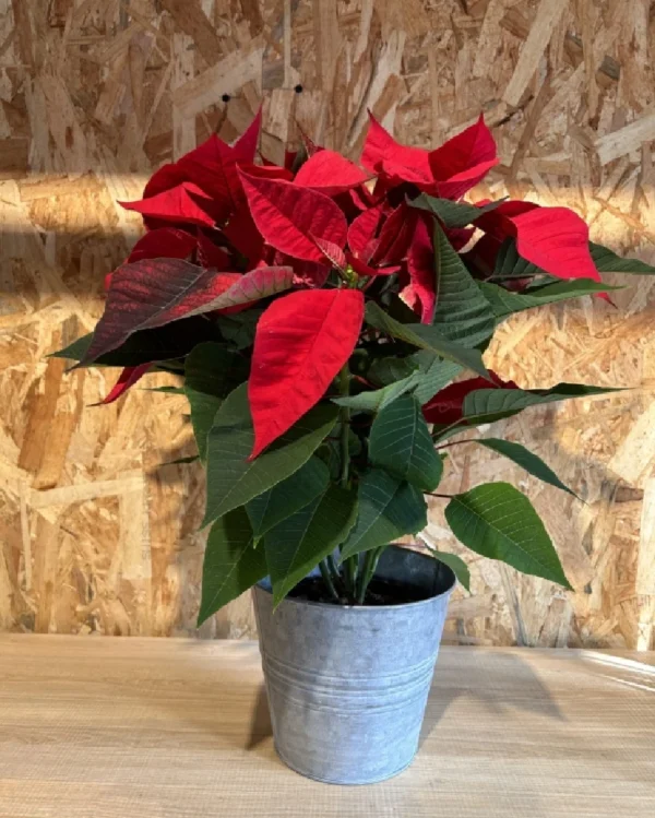 Preciosa Poinsettia planta de Navidad con maceta zinc en forma de cubo. Planta para el interior ideal para regalar en Navidad