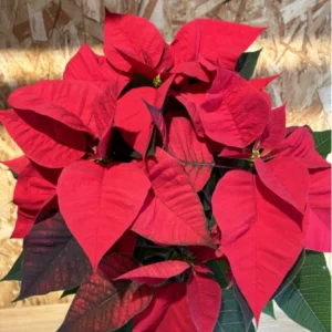 Poinsettia con maceta zinc - Imagen 3