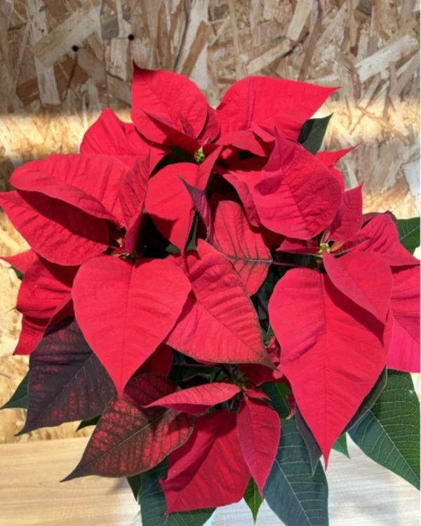 Preciosa Poinsettia planta de Navidad con maceta zinc en forma de cubo. Planta para el interior ideal para regalar en Navidad. 1