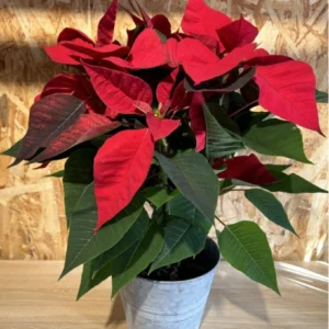 Inicio 9 Preciosa Poinsettia planta de Navidad con maceta zinc en forma de cubo. Planta para el interior ideal para regalar en Navidad. 2