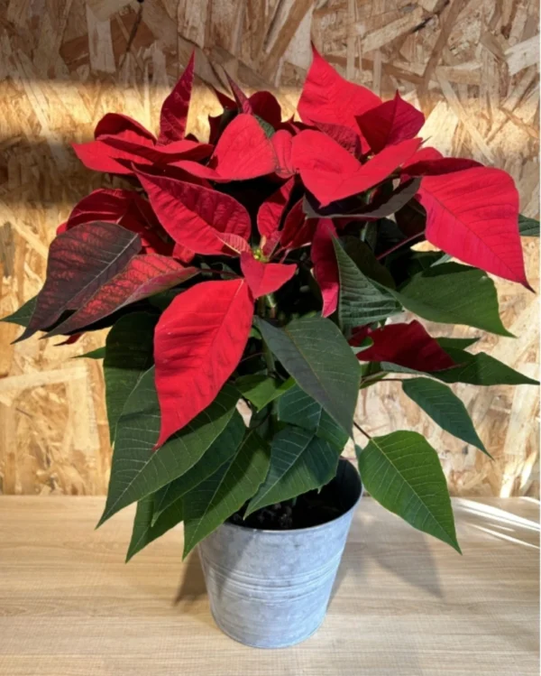 Preciosa Poinsettia planta de Navidad con maceta zinc en forma de cubo. Planta para el interior ideal para regalar en Navidad. 2