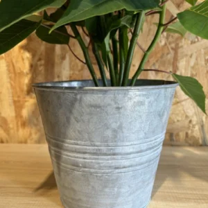 Poinsettia con maceta zinc - Imagen 4