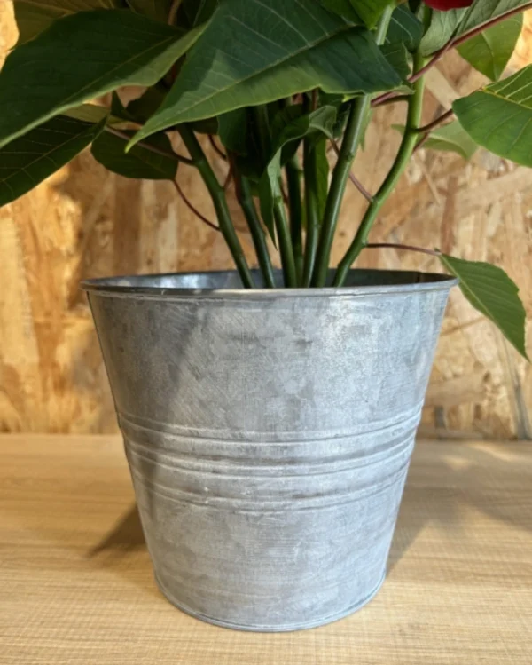 Preciosa Poinsettia planta de Navidad con maceta zinc en forma de cubo. Planta para el interior ideal para regalar en Navidad. 3