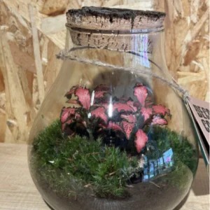 Terrarium o jardín eterno Medium - Imagen 3