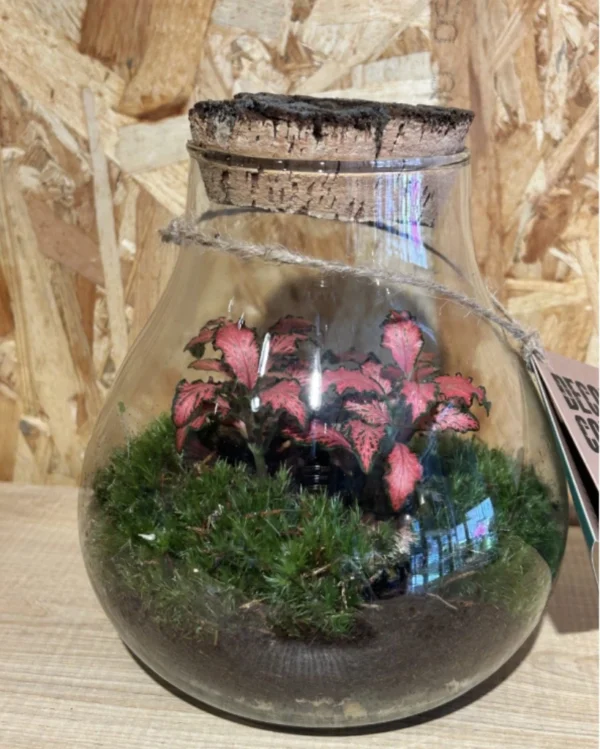 Terrarium o jardin eterno Medium 1