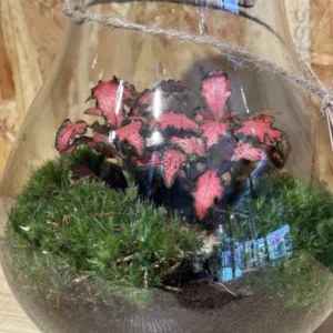 Terrarium o jardín eterno Medium - Imagen 2