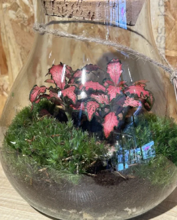 Terrarium o jardin eterno Medium 2