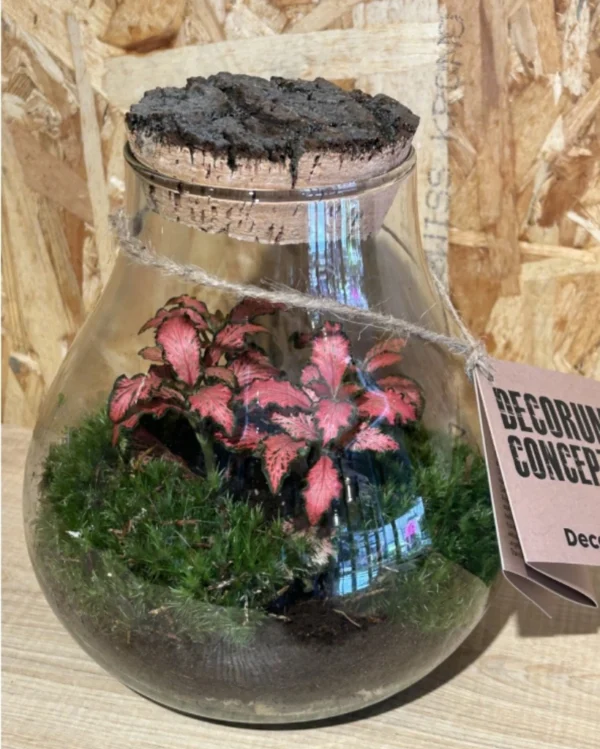 Terrarium o jardin eterno Medium