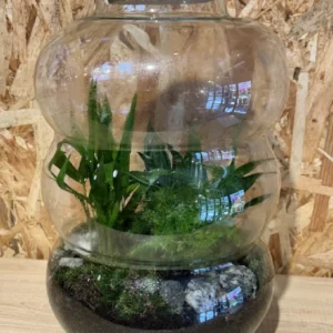 Terrarium o jardín eterno XL 3 Terrarium o jardín eterno XL - Imagen 1