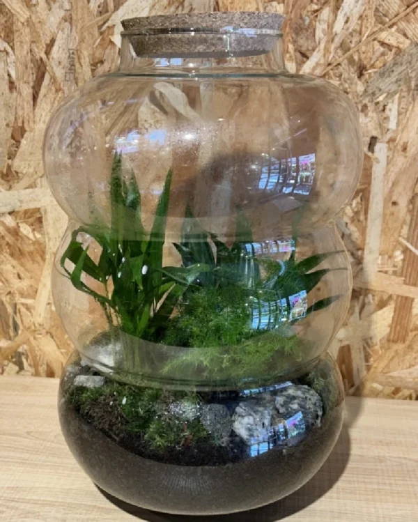 Terrarium o jardín eterno XL (1) Terrarium o jardin eterno XL 1