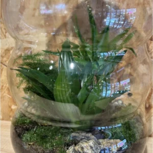 Terrarium o jardín eterno XL 4 Terrarium o jardín eterno XL - Imagen 2