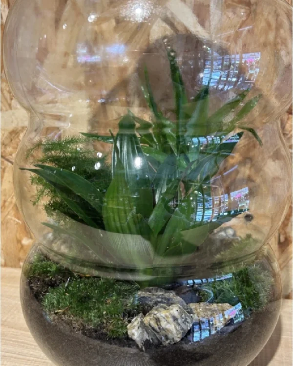 Terrarium o jardín eterno XL 1 Terrarium o jardin eterno XL 2
