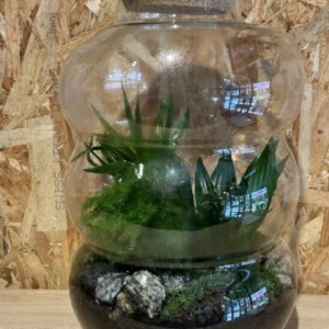 Terrarium o jardín eterno XL 5 Terrarium o jardín eterno XL - Imagen 3