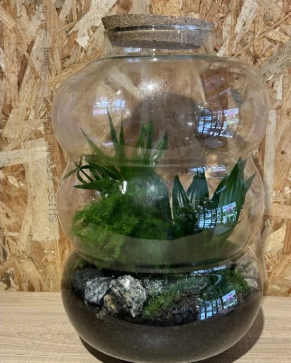 Terrarium o jardín eterno XL 2 Terrarium o jardin eterno XL